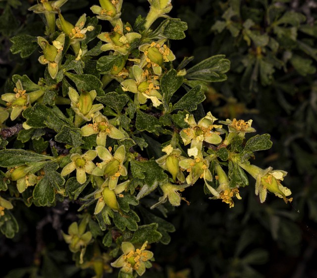 Purshia tridentata 18-9357.jpg